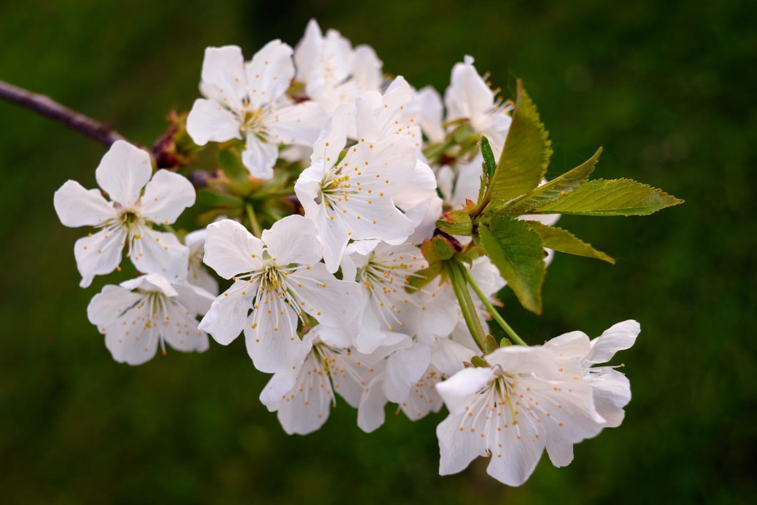 Room In Guest Room - Double Room Apple Blossom Schuttertal Exterior photo